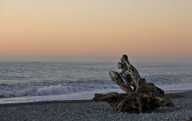 gillespies-beach-driftwood